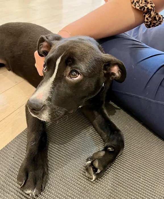 Woof Wellness Picture 5
