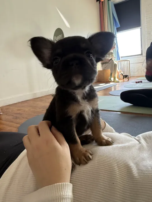 Puppy Sphere | Puppy Yoga (Williamsburg) Picture 3