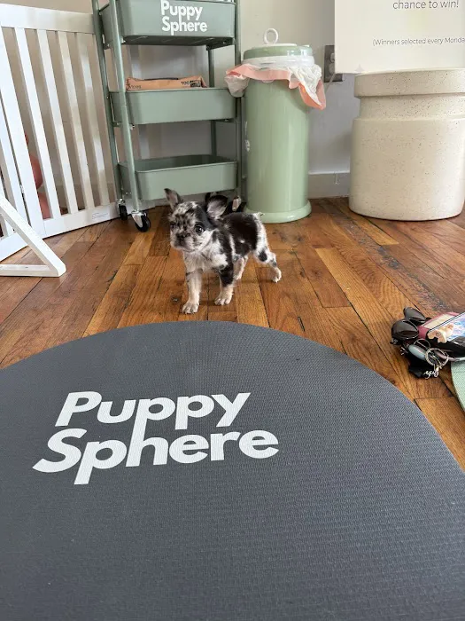 Puppy Sphere | Puppy Yoga (Williamsburg) Picture 10