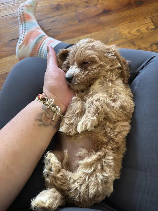 Puppy Sphere | Puppy Yoga (Williamsburg) Picture 4