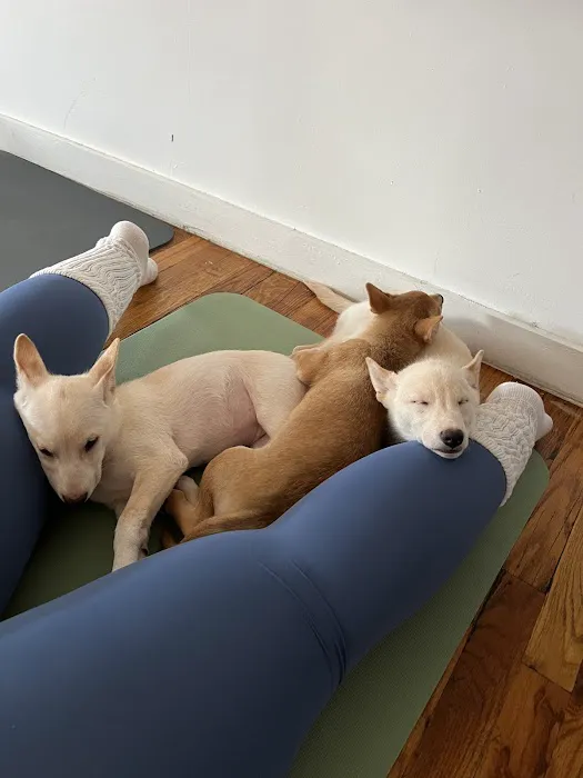 Puppy Sphere | Puppy Yoga (Williamsburg) Picture 5