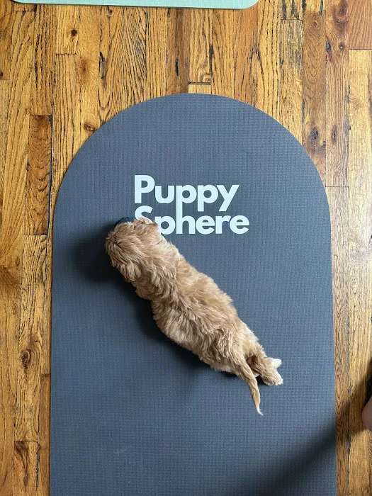 Puppy Sphere | Puppy Yoga (Williamsburg) Picture 9