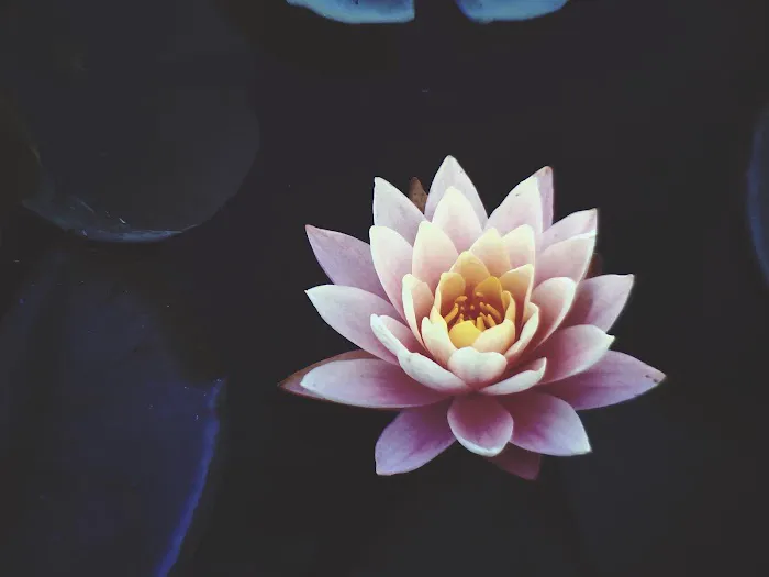 Lotus Breeze Yoga Studio Picture 3