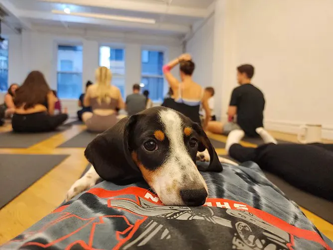 Puppy Sphere | Puppy Yoga (Lower Manhattan) Picture 1