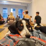 Puppy Sphere | Puppy Yoga (Lower Manhattan)