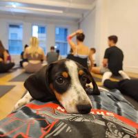 Puppy Sphere | Puppy Yoga (Lower Manhattan) ico
