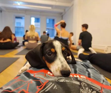 Puppy Sphere | Puppy Yoga (Lower Manhattan)
