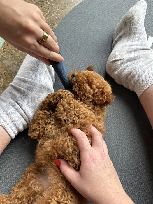 Puppy Sphere | Puppy Yoga (Lower Manhattan) Picture 9