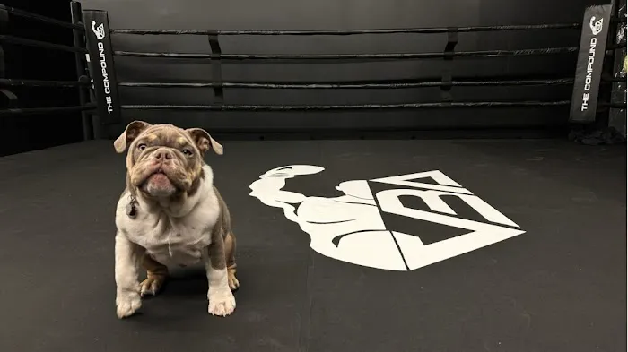 The Compound - Boxing & Fitness Studio Picture 1