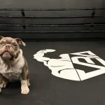 The Compound - Boxing & Fitness Studio
