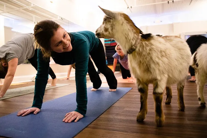 Living Divina Yoga Picture 7