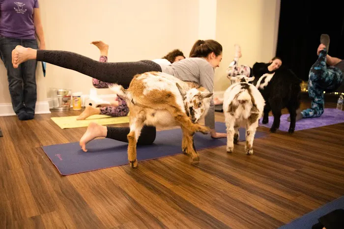 Living Divina Yoga Picture 8