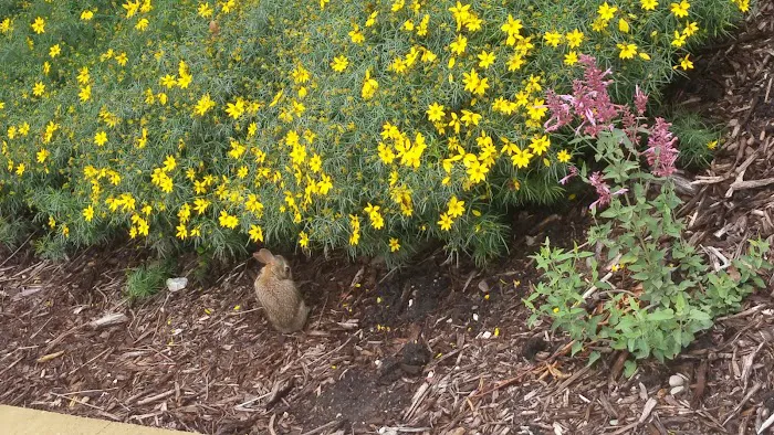 Rock Island Fitness & Activity Center (RIFAC) Picture 9