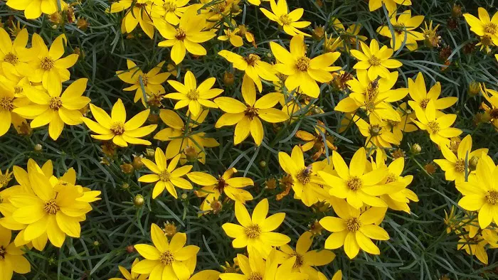 Rock Island Fitness & Activity Center (RIFAC) Picture 10