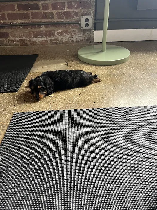 Puppy Sphere | Puppy Yoga (Flatiron) Picture 9