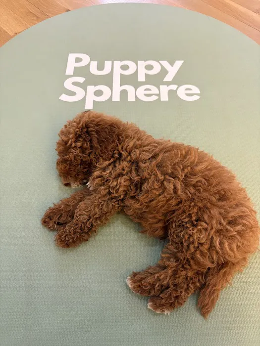 Puppy Sphere | Puppy Yoga (Flatiron) Picture 1