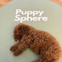 Puppy Sphere | Puppy Yoga (Flatiron) ico