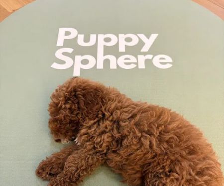 Puppy Sphere | Puppy Yoga (Flatiron)