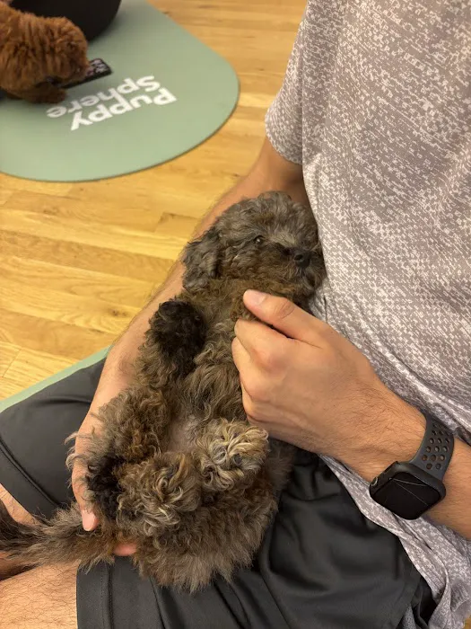 Puppy Sphere | Puppy Yoga (Flatiron) Picture 10