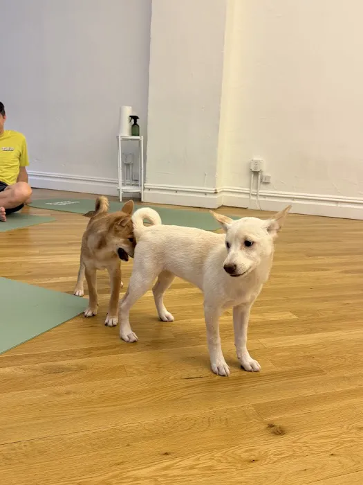 Puppy Sphere | Puppy Yoga (Flatiron) Picture 3