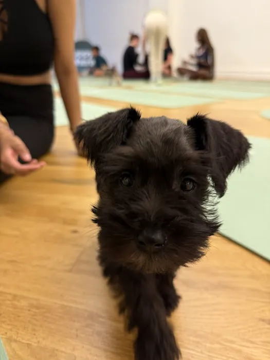 Puppy Sphere | Puppy Yoga (Flatiron) Picture 8