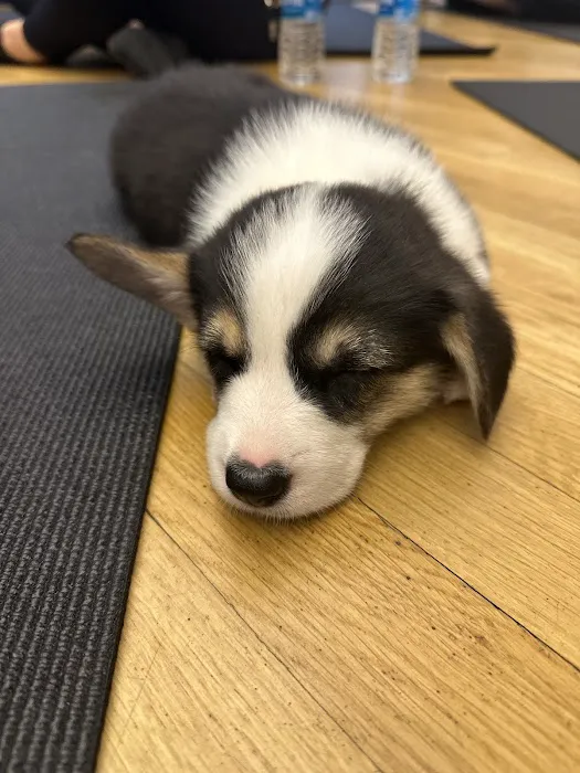 Puppy Sphere | Puppy Yoga (Flatiron) Picture 2