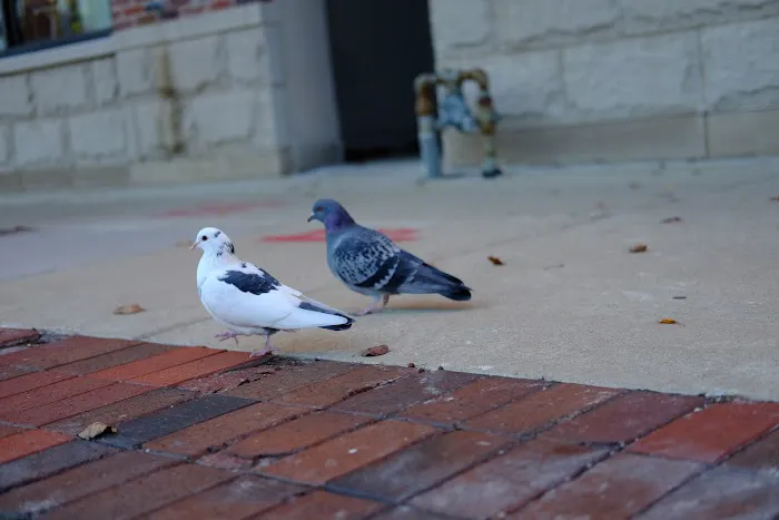TITLE Boxing Club Evanston Picture 5