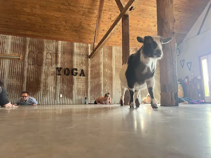 Galena Goat Yoga Picture 4