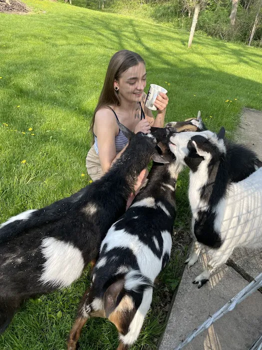 Galena Goat Yoga Picture 7