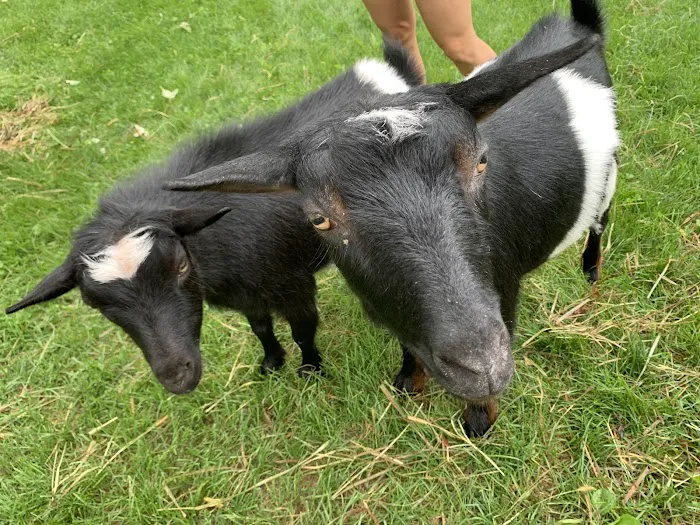 Galena Goat Yoga Picture 10