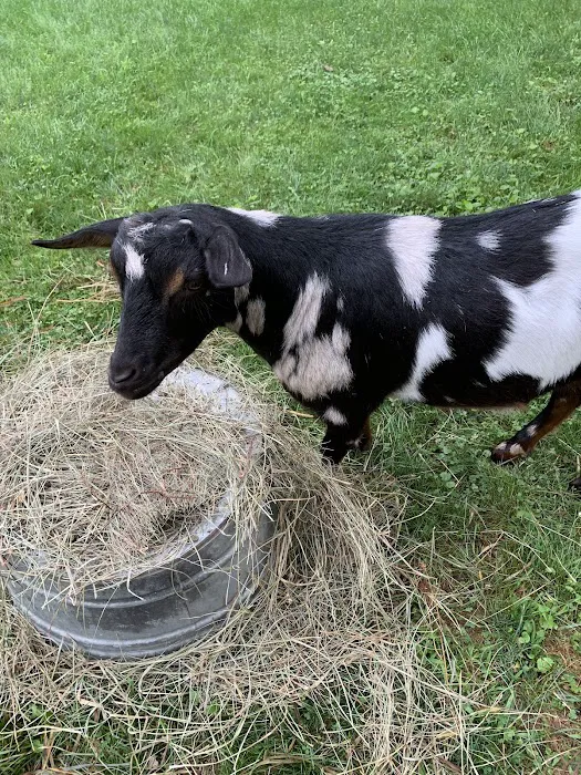 Galena Goat Yoga Picture 9