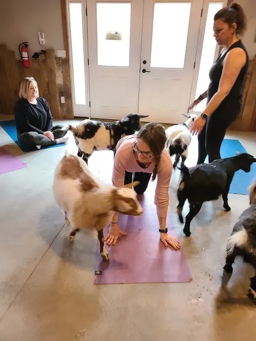 Galena Goat Yoga Picture 1