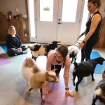 Galena Goat Yoga