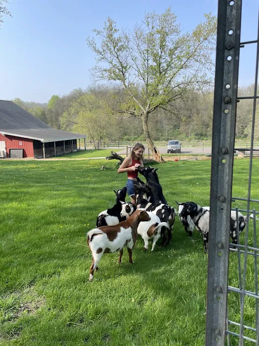 Galena Goat Yoga Picture 2