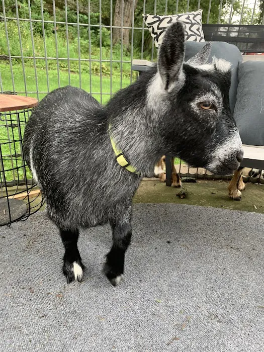 Galena Goat Yoga Picture 8