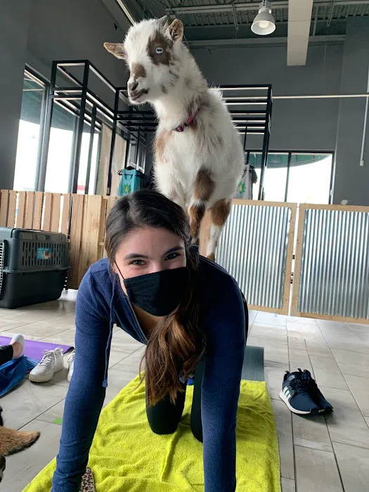 Goat Yoga Chicago - Elgin, Illinois Picture 3