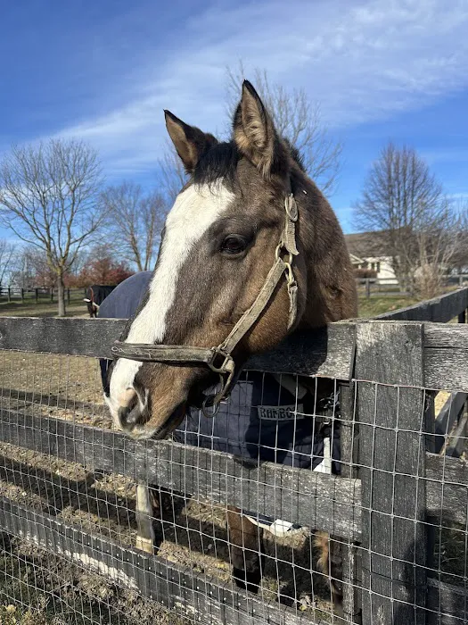 Goat Yoga Chicago - Elgin, Illinois Picture 4
