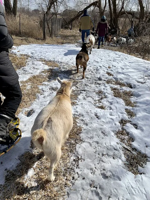 Goat Yoga Chicago - Elgin, Illinois Picture 5
