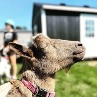 Goat Yoga Chicago - Elgin, Illinois ico