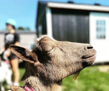 Goat Yoga Chicago - Elgin, Illinois