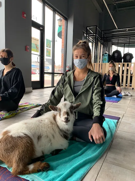 Goat Yoga Chicago - Elgin, Illinois Picture 8