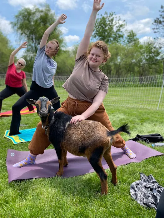 Goat Yoga Chicago - Elgin, Illinois Picture 9