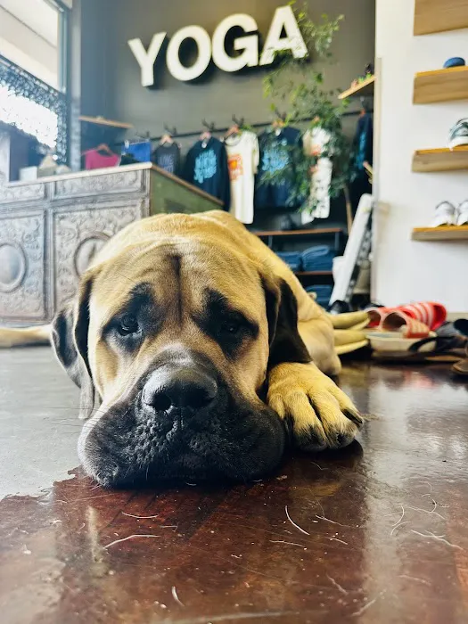 Pure Hot Yoga St. Louis Picture 2