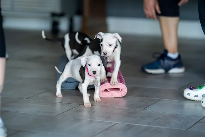 Goat Yoga Chicago - South Barrington, Illinois Picture 5