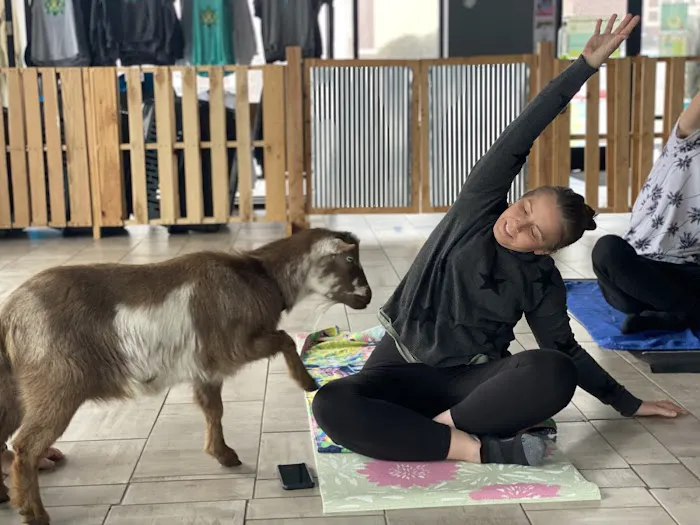 Goat Yoga Chicago - South Barrington, Illinois Picture 9