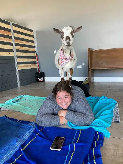 Goat Yoga Chicago - South Barrington, Illinois Picture 4