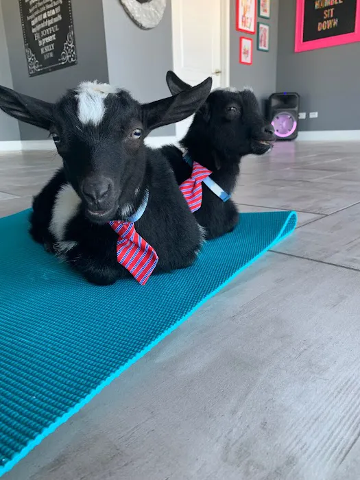 Goat Yoga Chicago - South Barrington, Illinois Picture 10