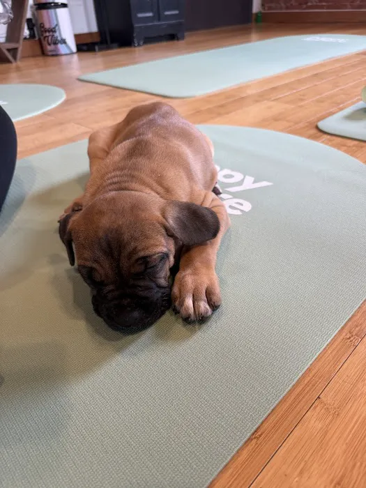Puppy Sphere | Puppy Yoga (Long Island) Picture 1