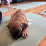 Puppy Sphere | Puppy Yoga (Long Island)