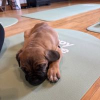 Puppy Sphere | Puppy Yoga (Long Island) ico